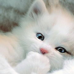 Наташа Смирнова