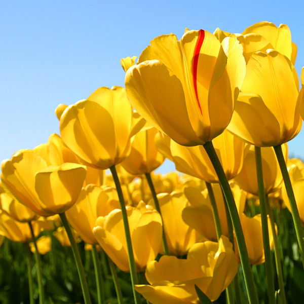 Алина Бабкина