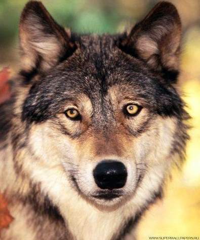 Алексей Steppenwolf