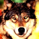 Алексей Steppenwolf