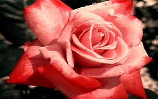 Усикова Ольга