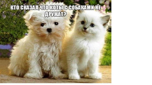 Ольга Франгополова