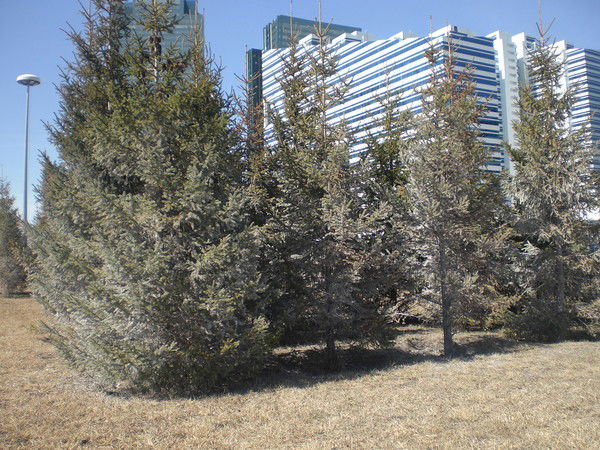 Болат Сисенгалиев