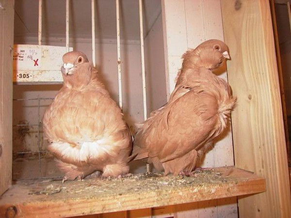 Геннадий Старов