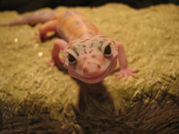 Семён Бессонов