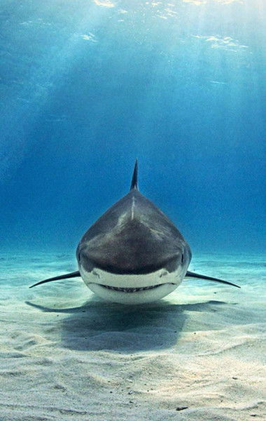 Шалкар Бакай