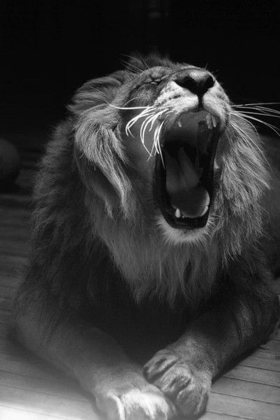 Виктор Дзядош