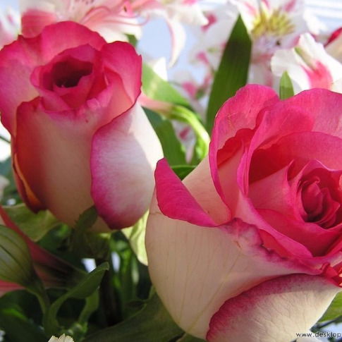 Ирина Кабанова