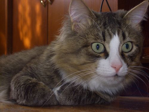 Вадим Заварзин