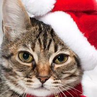 Владимир Спицын