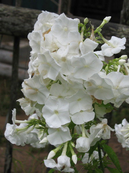 Елена Костина