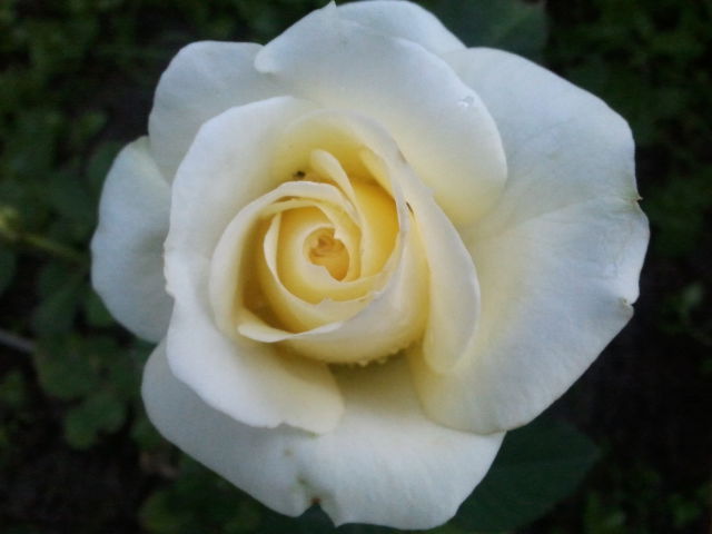 Киска Киска