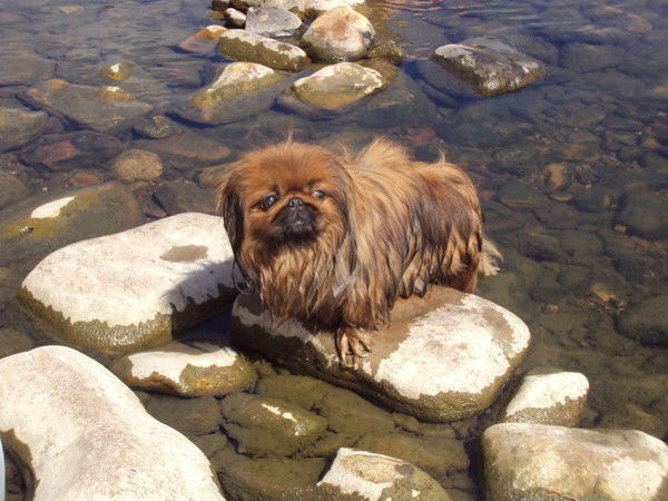 Ирина Механошина