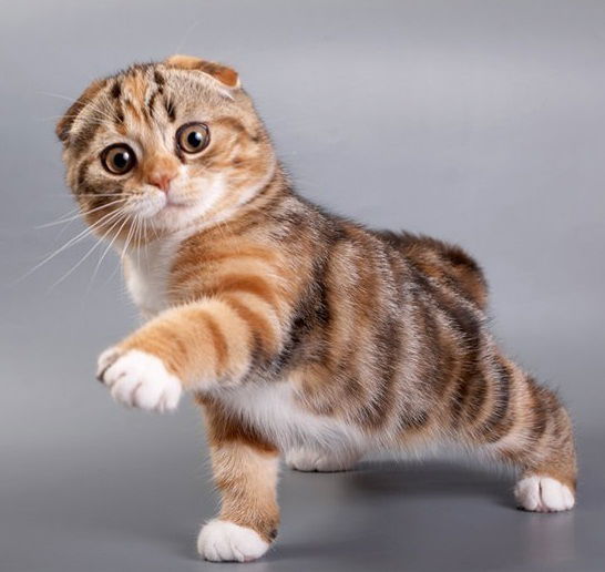 Наталья Садова