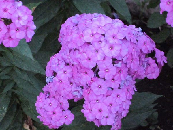 Галина Дворянинова