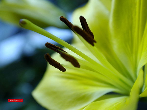 Людмила Балабаева