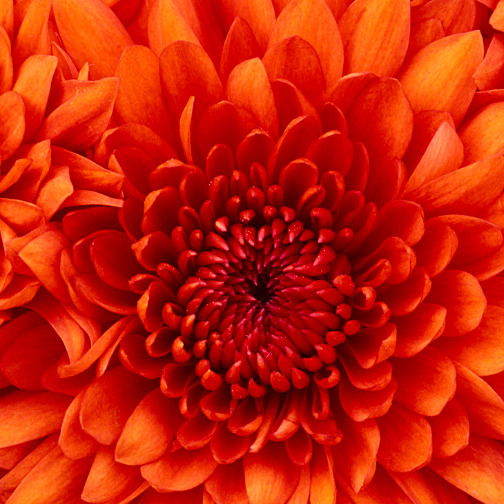 Анна Кузнецова