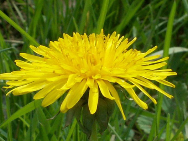 Настя Свистова