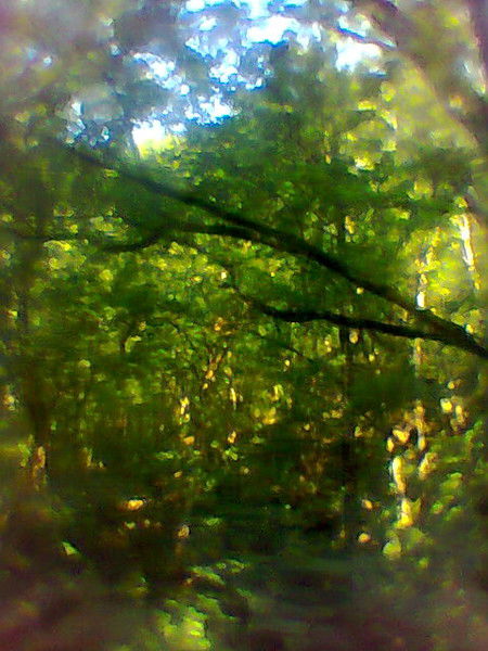 Ведаяра Пчёлкина