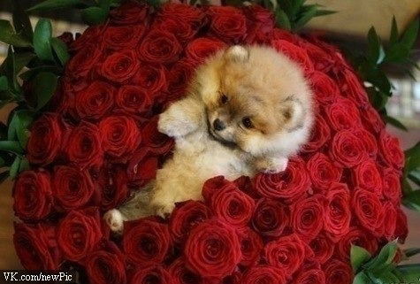 Маргарита Черкашина