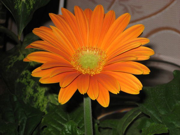 Анна Трофимова