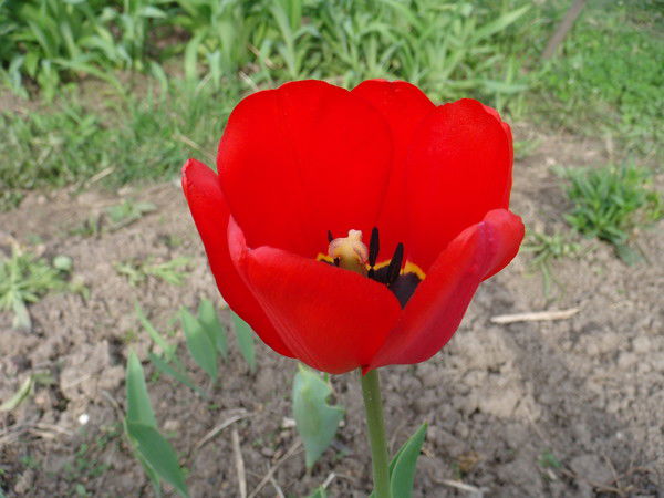 Ольга Семенец