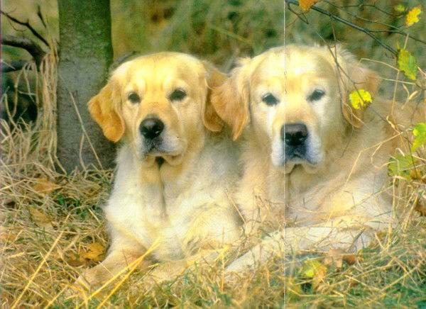 Кинологи Пермь