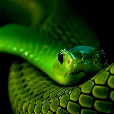 Владимер Акуличь