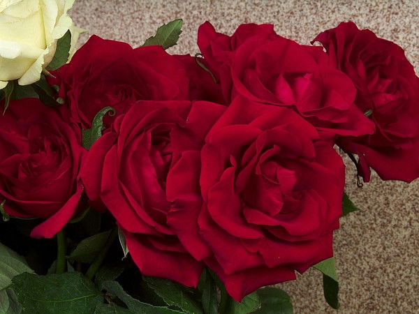 Еркежан Сентаева