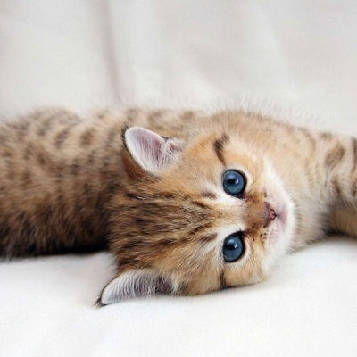 Олеся Кравченко