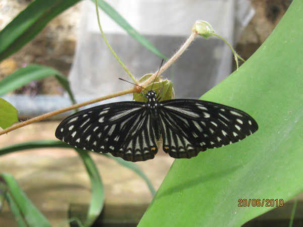 Людмила Максимова