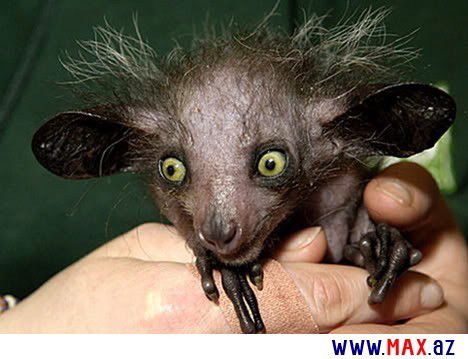 Дмитрий Клоков