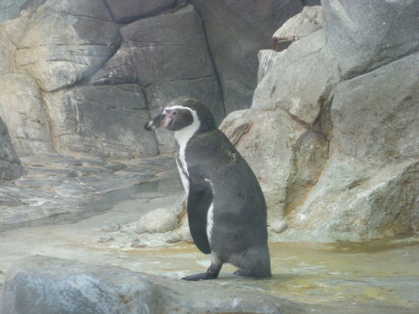 Антон Грачёв