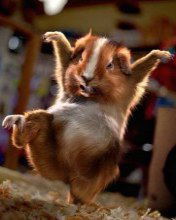 Дима Тафинцев