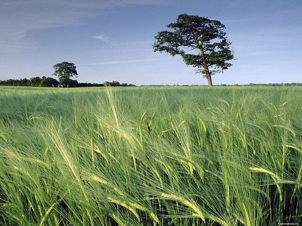 Макс Филиппов