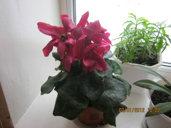 Надежда Сухоставская