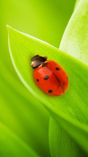 Елена Уварова