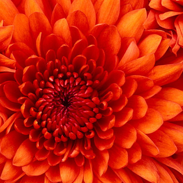 Наталия Тальянова