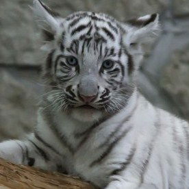 Люция Салахова