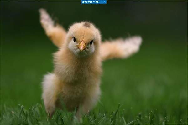 Ирина Григорьева