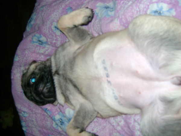 Дмитрий Шулимов