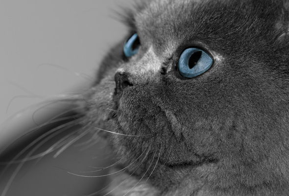 Света Дубанова