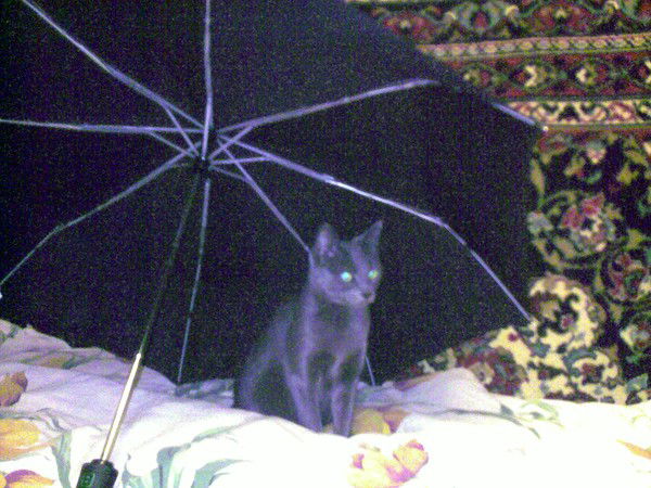 Анатолий Мурашко