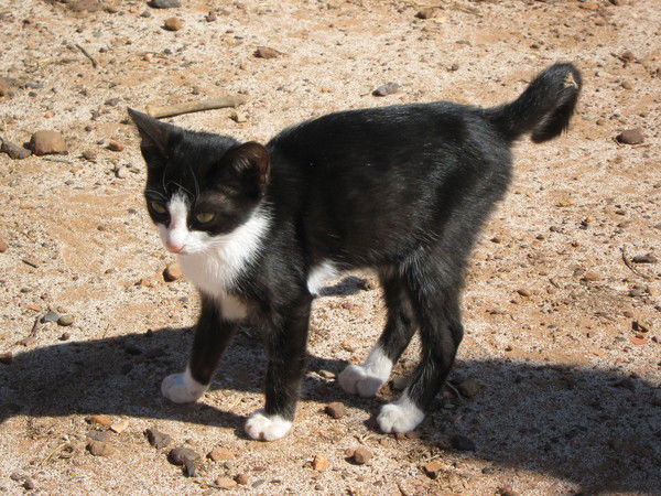 Александра Соколова