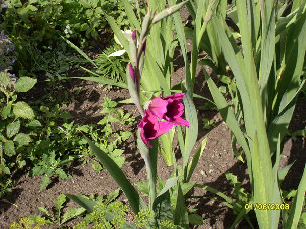 Татьяна Начаркина