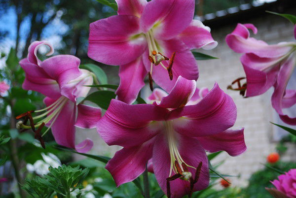 Елена Шалпегина