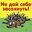 Елена Жалилова