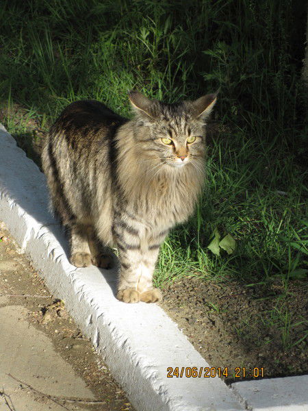 Ольга Моспаненко