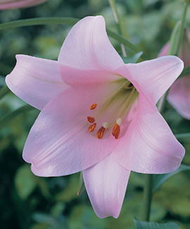 Лилия Салимзянова