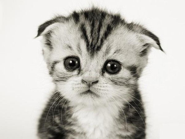 Дмитрий Мухин